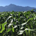 2018 Agassiz Corn in the Morning Sun