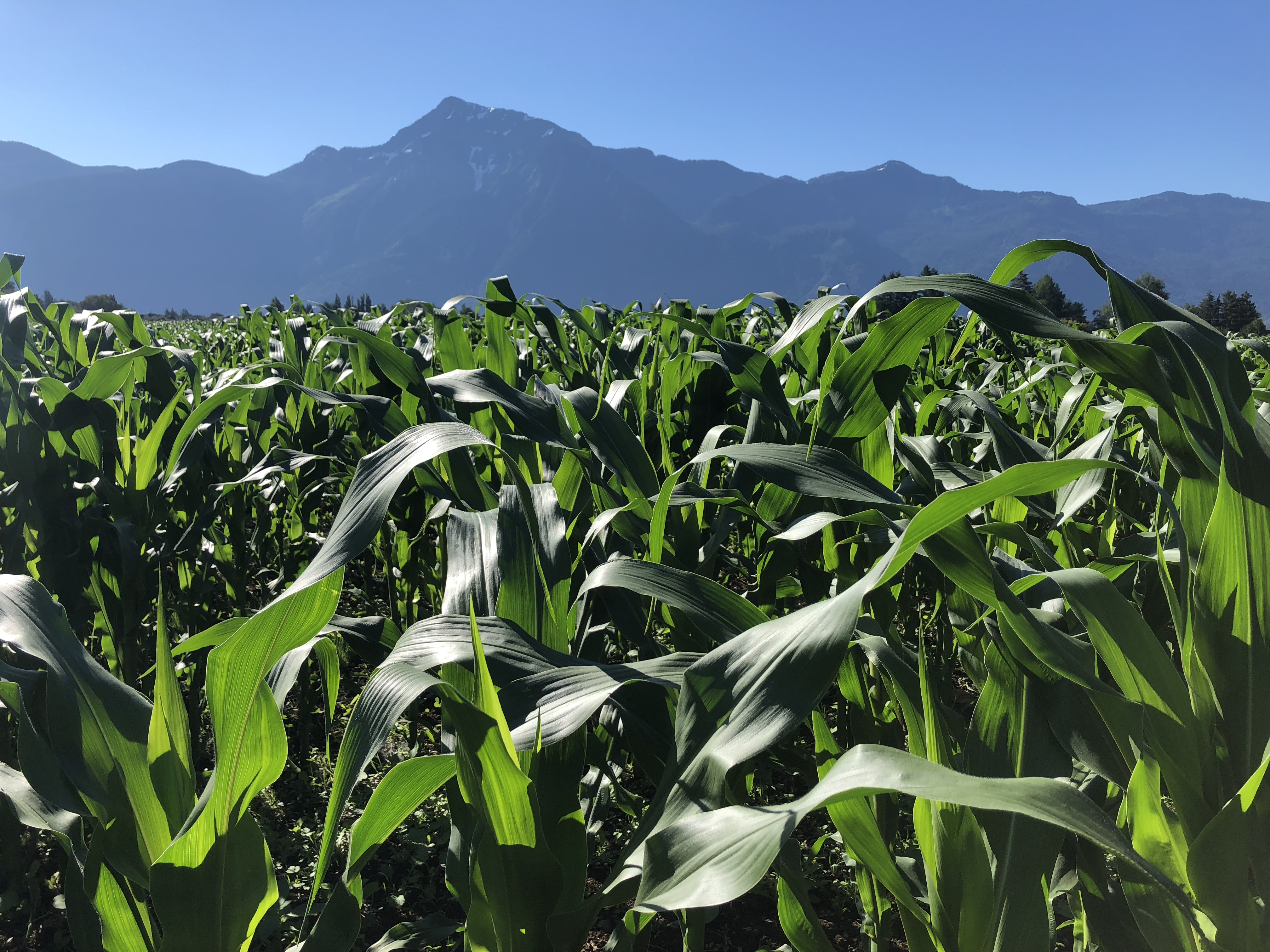Colour photograph of a corn field in the morning sun with mountains in the background.