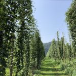 2018 Hop Field