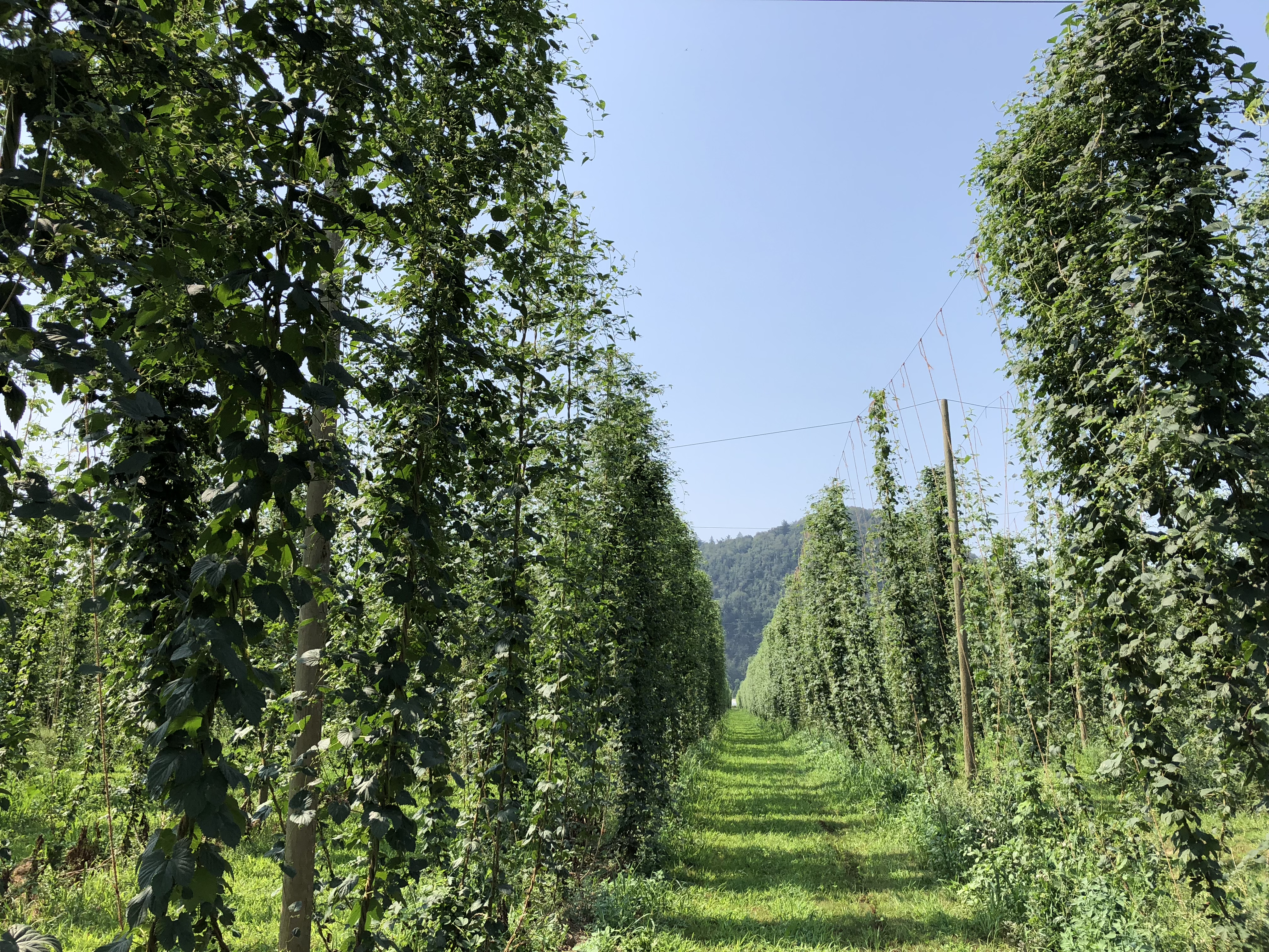 Colour photograph of a hop field. The hops grow vertically up a string tied to a wire.