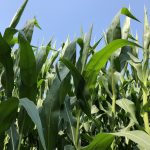2018 Agassiz Corn