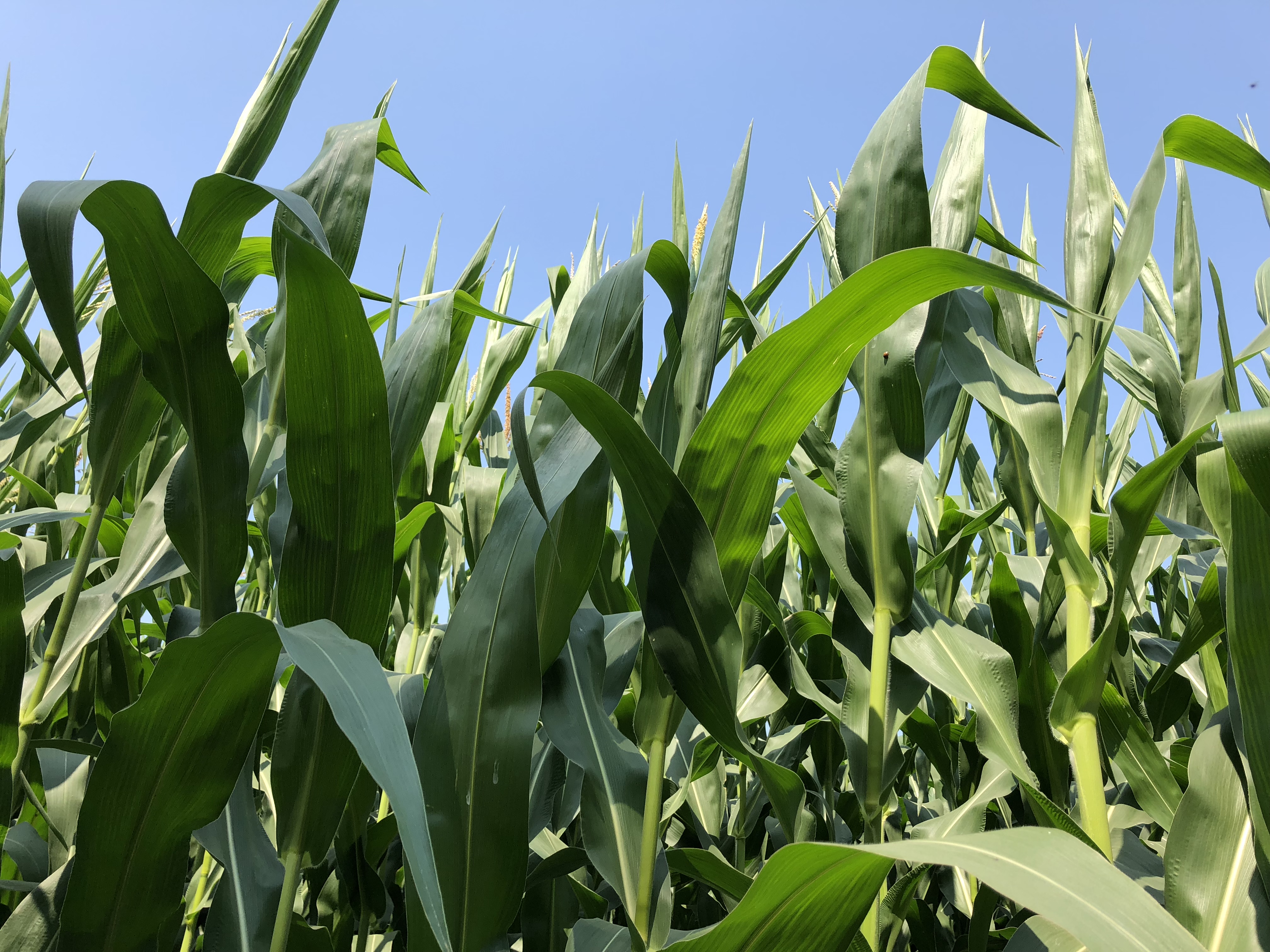 Colour photograph of corn stalks in a field.