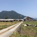 2018 Grazing Holstein Cows