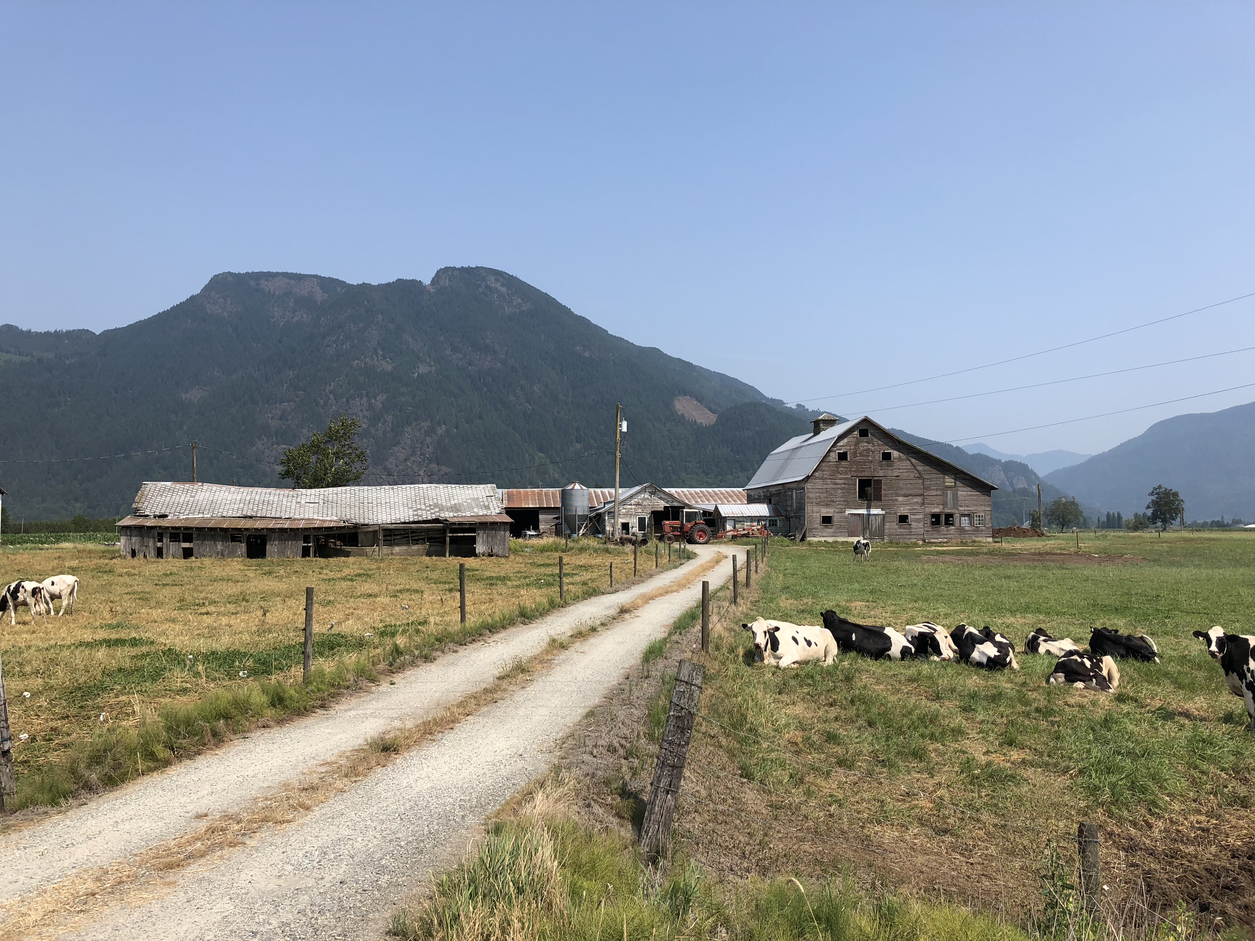 Colour photograph of cows grazing in a field with barns and mountains in the background.