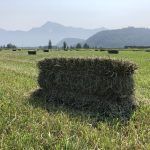 Hay Bale in Agassiz Field