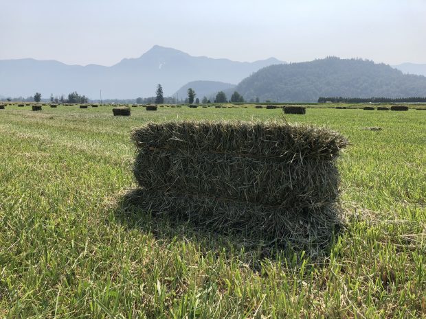 Colour photograph of a hay bale in a field of bales with mountains in the background.