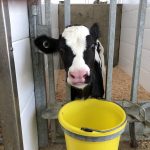 Holstein Calf at Cordine Farms