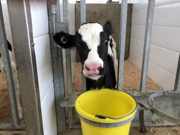 Colour photograph of a calf in a pen with a yellow bucket.