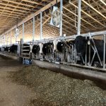 Holstein Cows at Cordine Farms