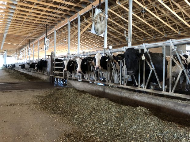 Colour photograph of cows in a barn. Feed is laid out in front of their stalls.