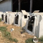 Holstein Calves at Peterson Farms