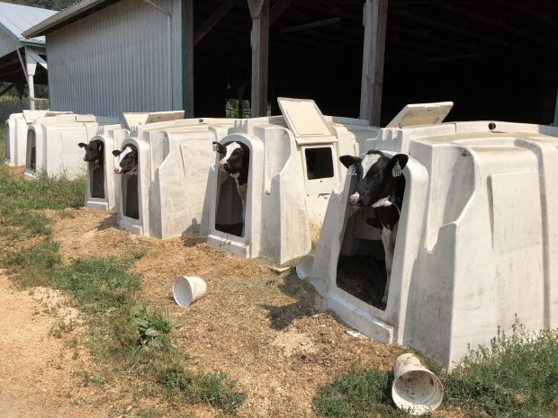 Colour photograph of calves in their pens in front of a barn.