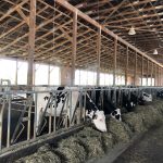 Holstein Cows at Peterson Farms