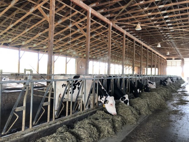 Colour photograph of cows eating in a barn.