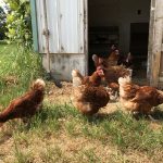 Hens at Peterson Farms