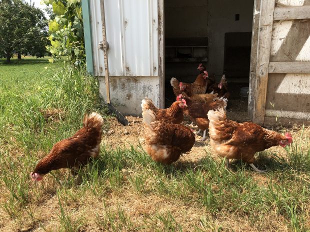 Colour photograph of brown hens in front of a shed.