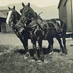 Farmer with Team of Work Horses