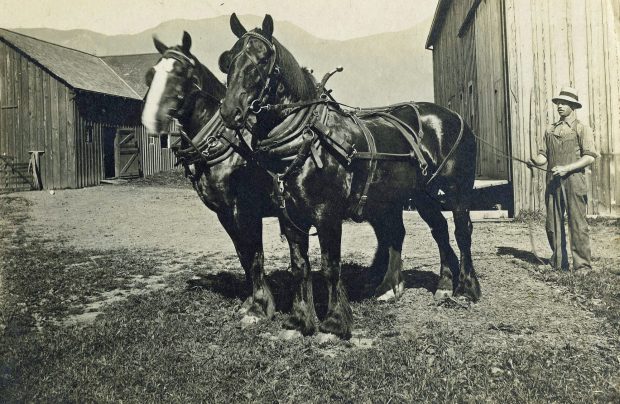 Black and white photograph of a man with a team of work horses in front of barns.