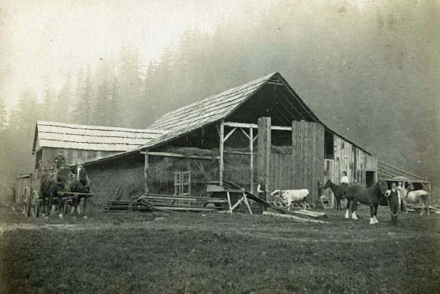 Black and white photograph of work horses and cows in front of a barn filled with hay.