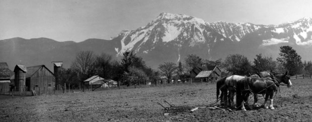 Black and white photograph of a team of work horses in a field with farm buildings and a mountain in the background.