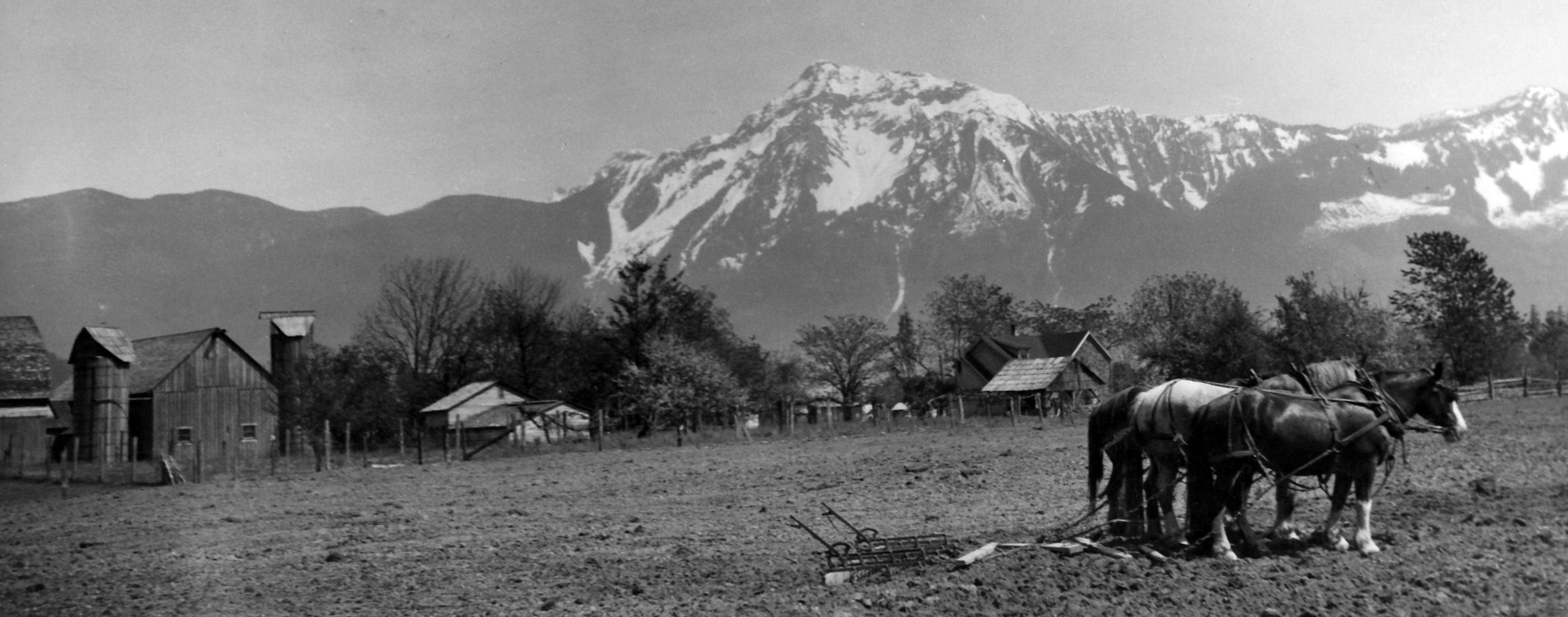 Black and white photograph of a team of work horses in a field with farm buildings and a mountain in the background.