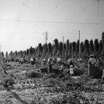 Agassiz Hop Field and Pickers