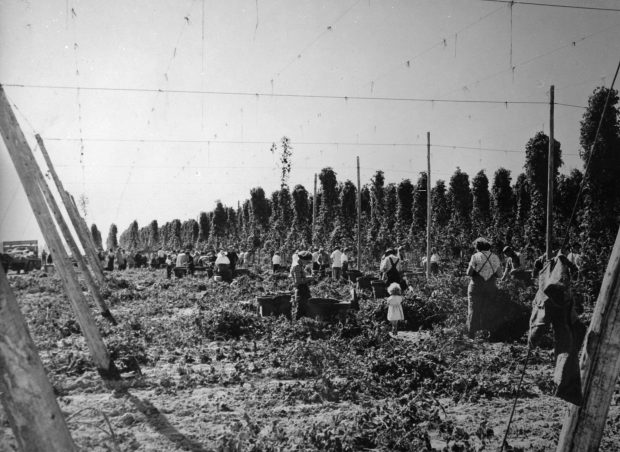 Black and white photograph of children and adults picking hops in a field.