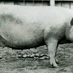 Large Sow Pig