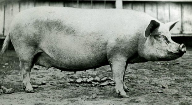 Black and white photograph of a large sow pig.