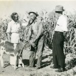 Corn Harvest Time in Agassiz