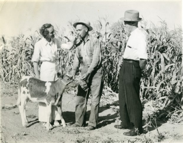 Black and white photograph of a woman and two men standing in a corn field with a young calf. The woman is wearing a white outfit and the men are dressed in shirts and pants with hats.