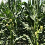 Peterson Farm Cow Corn