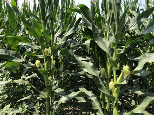 Colour photograph of a field of tall corn stalks with small corn cobs.