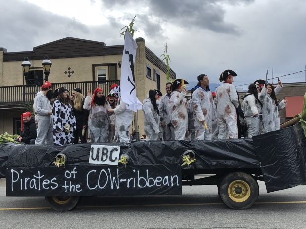Colour photograph of a group of university students dressed in cow costumes wearing pirate hats. They are standing on a Pirates of the Cowribbean float in a parade.