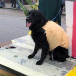 Agassiz’s Corn Dog