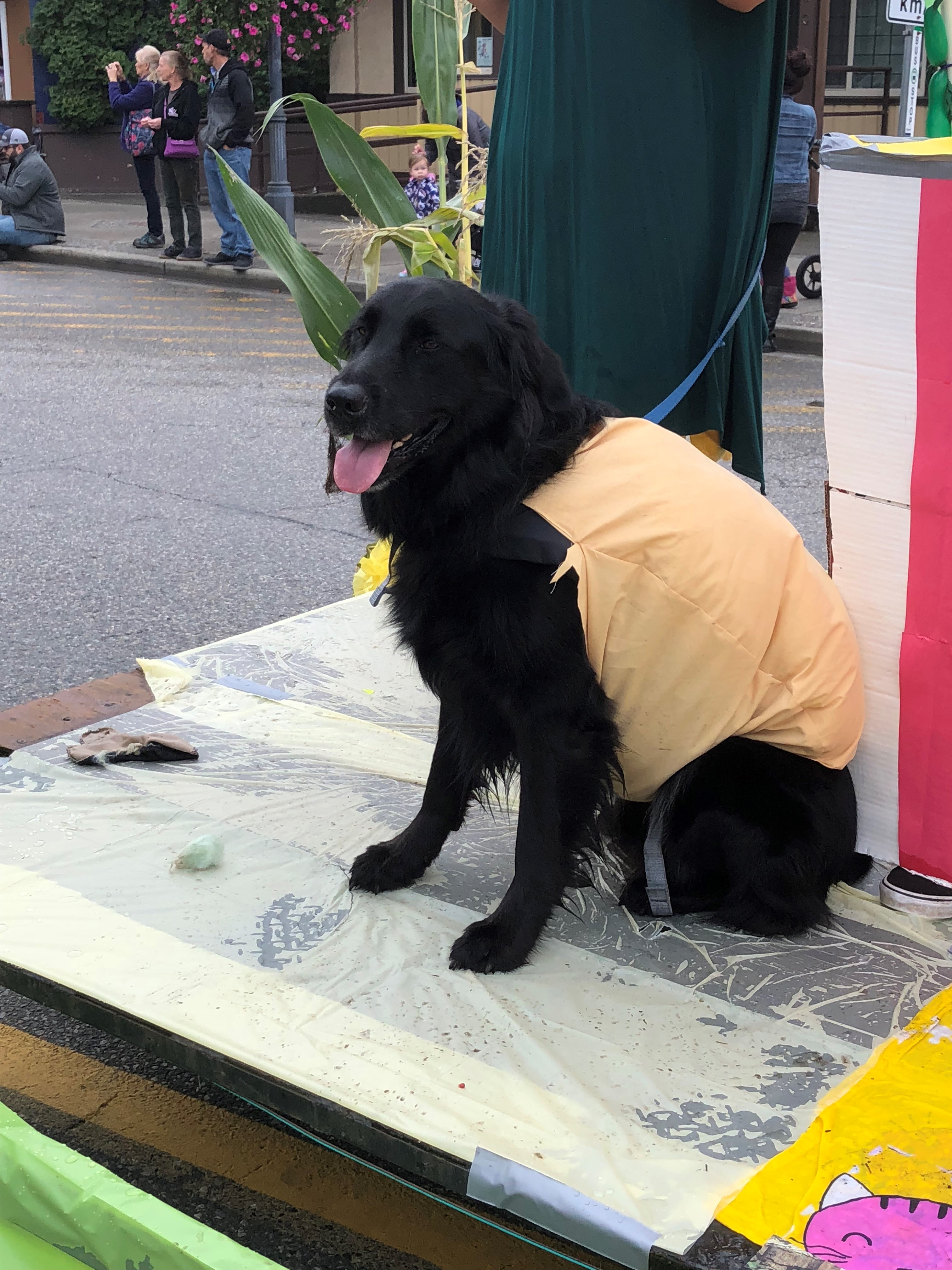 Colour photograph of a black dog dressed as a corn dog on a parade float.