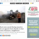 Most cows saved during massive fire on Agassiz farm thanks to fast work of farmers, neighbours