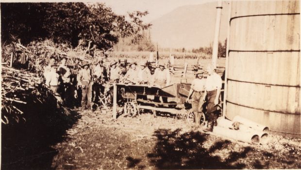 Black and white photograph of men processing corn for silage. They are standing beside a silo and piled cornstalks. Several men are standing behind a machine, feeding corn stalks into it.