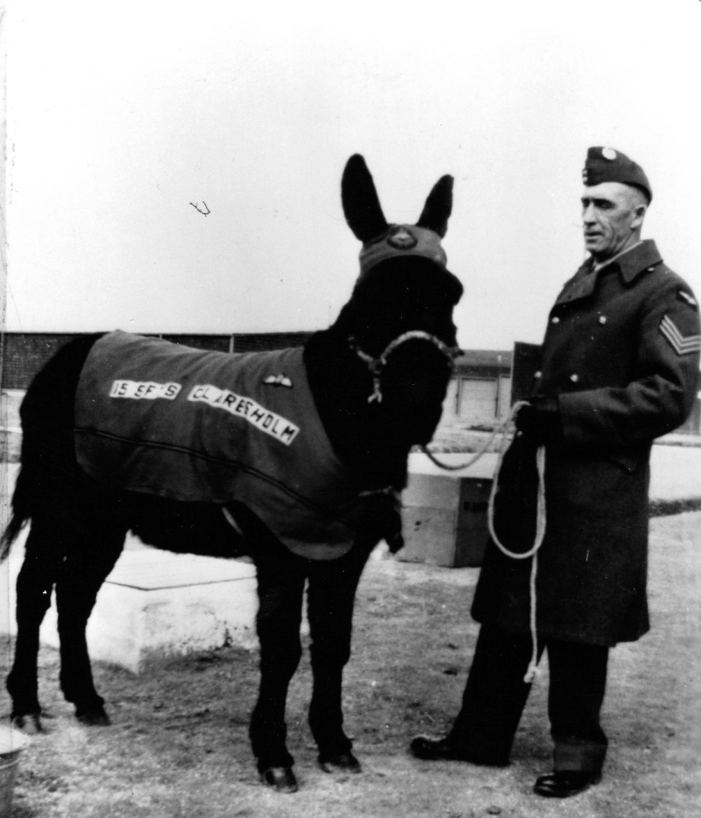 Black donkey in a blanket with an airman
