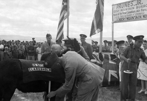 Two airmen putting a blanket on a black donkey in front of a crowd of people