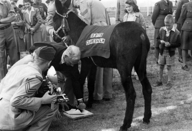 Man holding the foot of a black donkey with a blanket on in front of a crowd