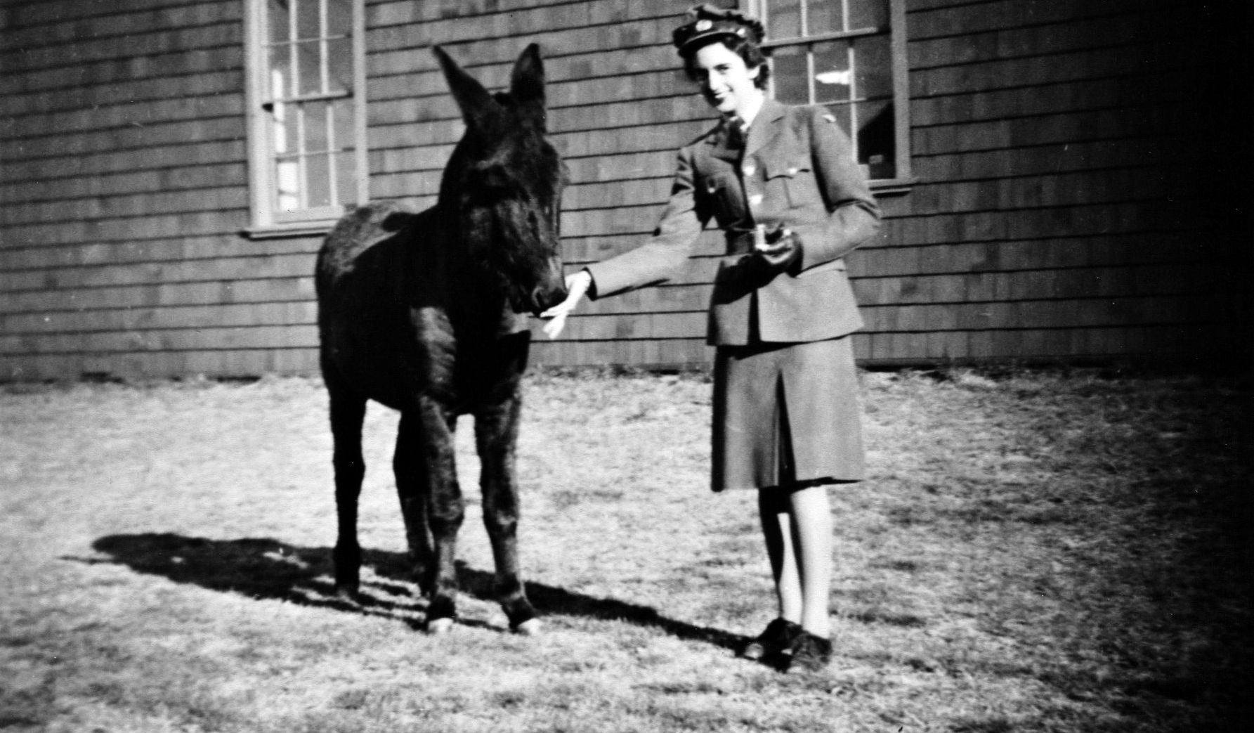 woman in military uniform feeding a black donkey