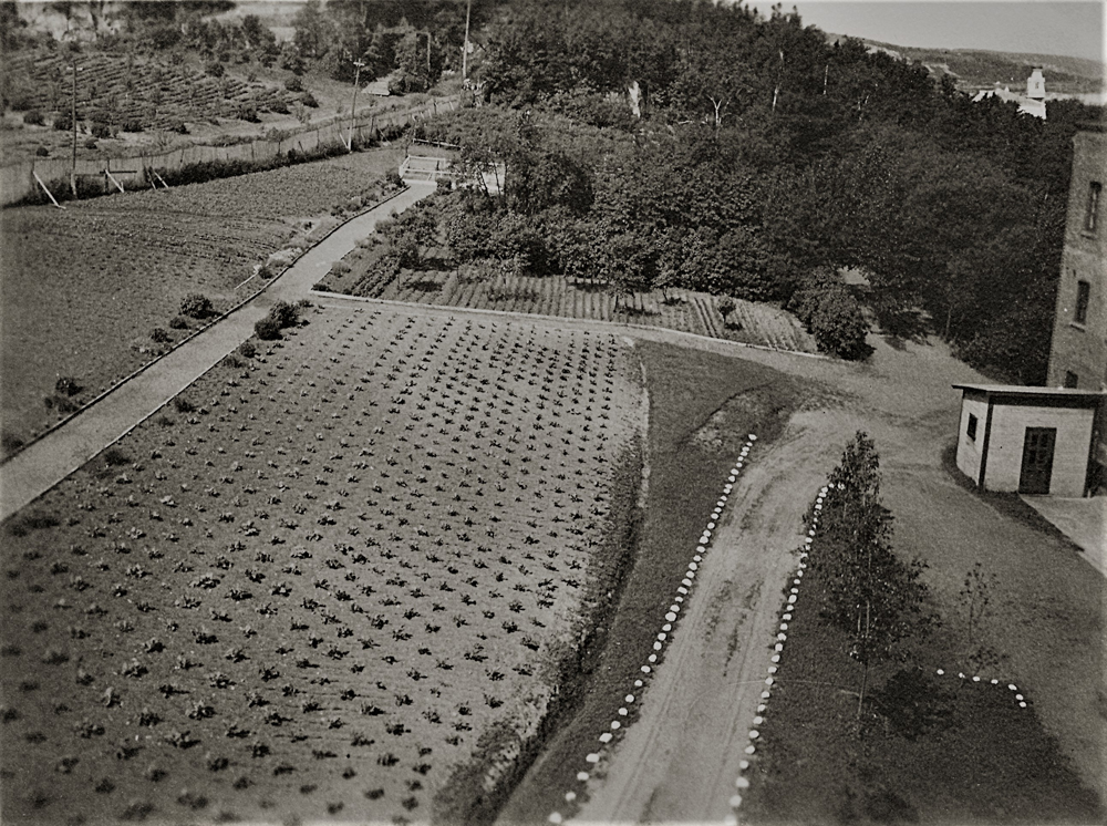 Black and white photo of a garden near a building.