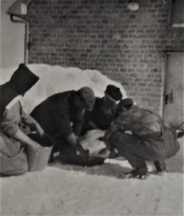 Black and white photo of three men kneeling in the snow around an animal and a woman in religious habit holding a pail.