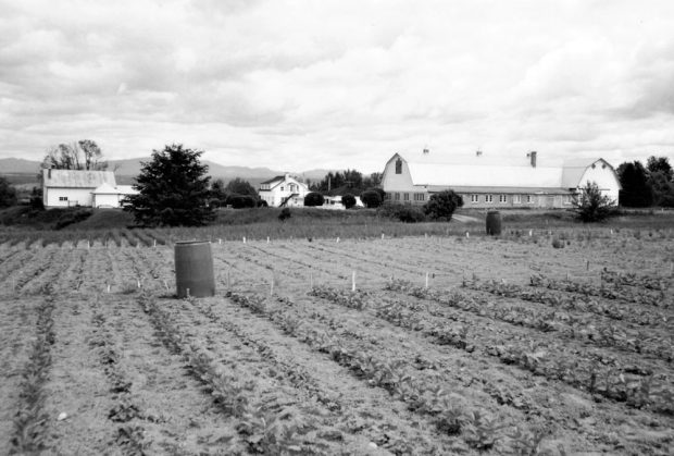 Black and white photo of several rows of vegetables.