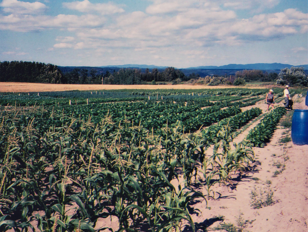 Colour photo of a corn field.