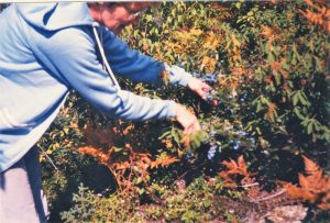 Colour photo of a woman picking blueberries in a field.