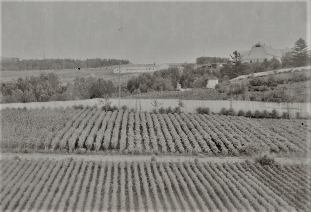 Black and white photo of several rows of vegetables in a garden.