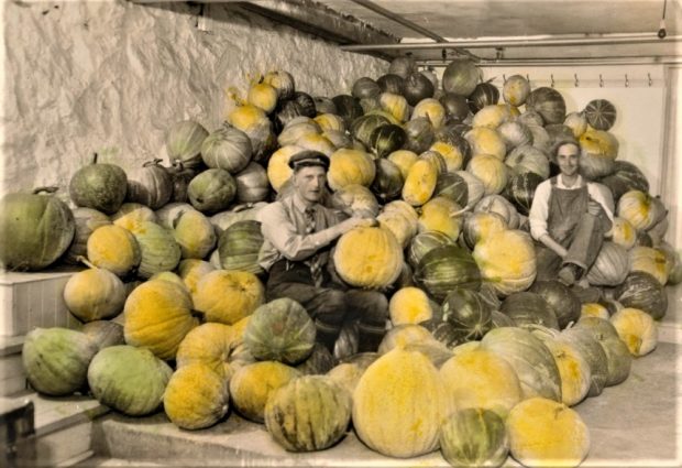 Black and white photo of two men sitting among pumpkins that have been hand coloured yellow and green.