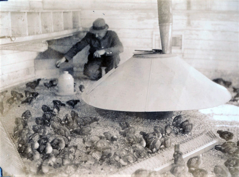 Black and white photo of a man feeding chicks.